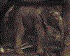 IMG064.GIF.cst.iff