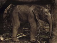 IMG064.GIF