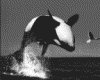IMG063.GIF.gst.iff