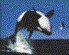 IMG063.GIF.cst.iff