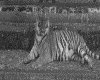 IMG062.GIF.gst.iff