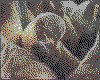 IMG061.GIF.cst.iff