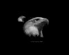 IMG060.GIF.gst.iff