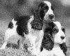 IMG059.GIF.gst.iff