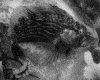 IMG058.GIF.gst.iff