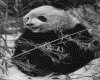 IMG057.GIF.gst.iff