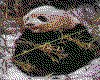 IMG057.GIF.cst.iff