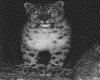 IMG056.GIF.gst.iff