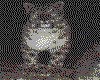 IMG056.GIF.cst.iff