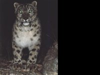 IMG056.GIF