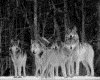 IMG053.GIF.gst.iff