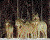 IMG053.GIF.cst.iff