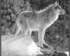 IMG052.GIF.gst.iff