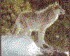 IMG052.GIF.cst.iff