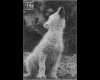 IMG051.GIF.gst.iff