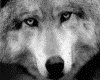 IMG050.GIF.gst.iff