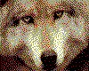 IMG050.GIF.cst.iff