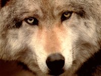 IMG050.GIF