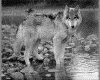 IMG049.GIF.gst.iff