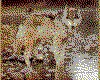 IMG049.GIF.cst.iff