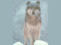 IMG048.GIF