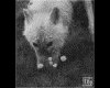 IMG047.GIF.gst.iff