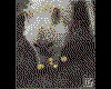 IMG047.GIF.cst.iff