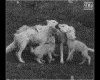 IMG046.GIF.gst.iff
