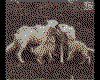 IMG046.GIF.cst.iff