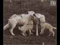IMG046.GIF