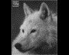 IMG045.GIF.gst.iff