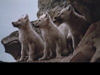IMG044.GIF