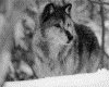IMG043.GIF.gst.iff