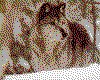 IMG043.GIF.cst.iff
