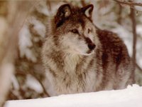 IMG043.GIF