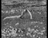 IMG042.GIF.gst.iff