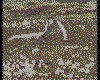 IMG042.GIF.cst.iff