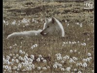 IMG042.GIF