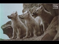 IMG041.GIF