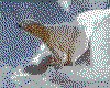 IMG040.GIF.cst.iff