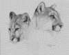 IMG039.GIF.gst.iff