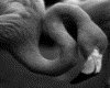IMG038.GIF.gst.iff