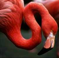 IMG038.GIF
