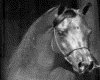 IMG037.GIF.gst.iff