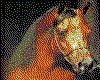 IMG037.GIF.cst.iff