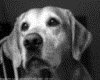 IMG036.GIF.gst.iff