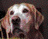 IMG036.GIF.cst.iff
