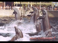 IMG034.GIF