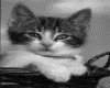 IMG033.GIF.gst.iff