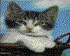 IMG033.GIF.cst.iff